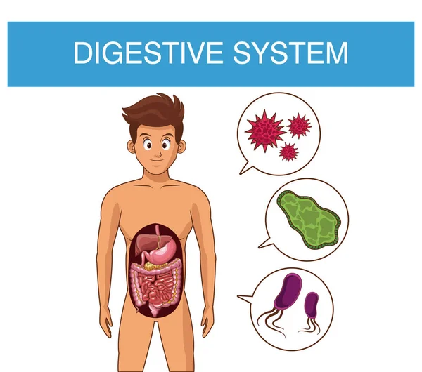 Concepto del sistema digestivo — Vector de stock