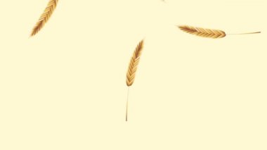 Buğday arka plan Hd animasyon