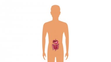 Sindirim sistemi kavramı Hd animasyon