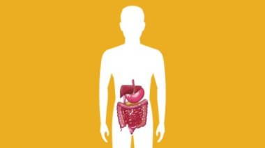 Mide ağrısı Hd animasyon ile sindirim sistemi