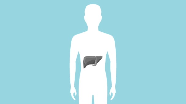 Concepto de sistema digestivo HD animación — Vídeo de stock