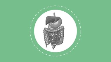 Sindirim sistemi kavramı Hd animasyon