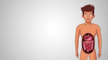 Sindirim sistemi ve sağlıklı gıda Hd animasyon