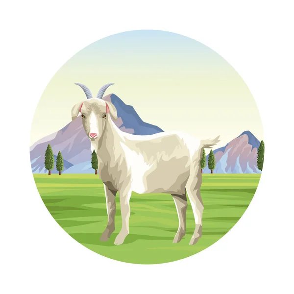Goat farm animal — Stock Vector