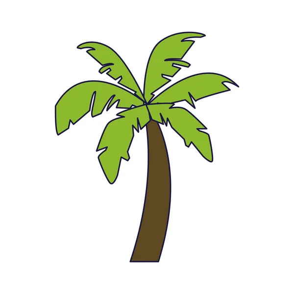 Beach palm tree — Stock Vector