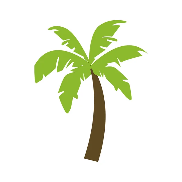 Beach palm tree — Stock Vector