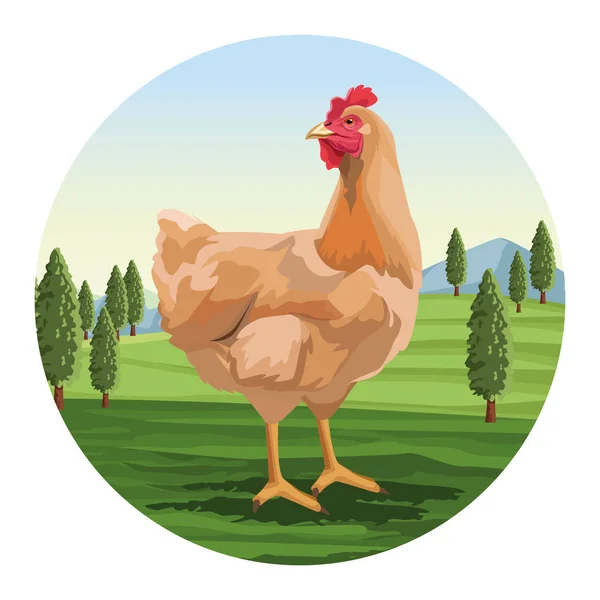 Kurczaka na krajobraz — Wektor stockowy