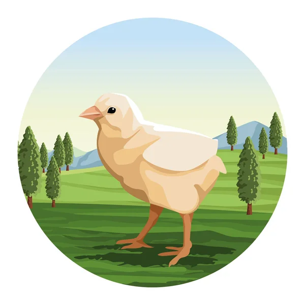 Poulet peu sur le paysage — Image vectorielle