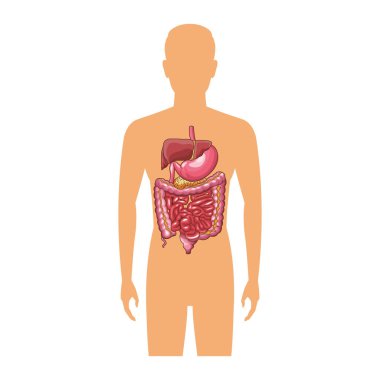 Anatomi insan organ çizgi film
