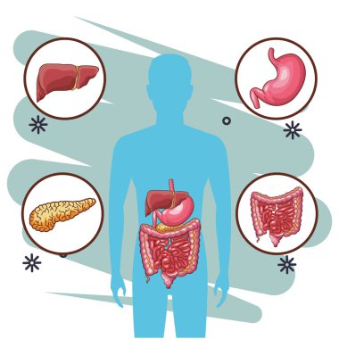 Anatomi insan organ çizgi film