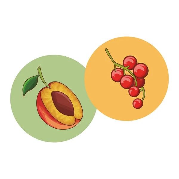 Leckeres und frisches Obst — Stockvektor