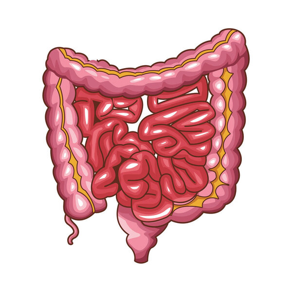 анатомическая карикатура на органы человека
