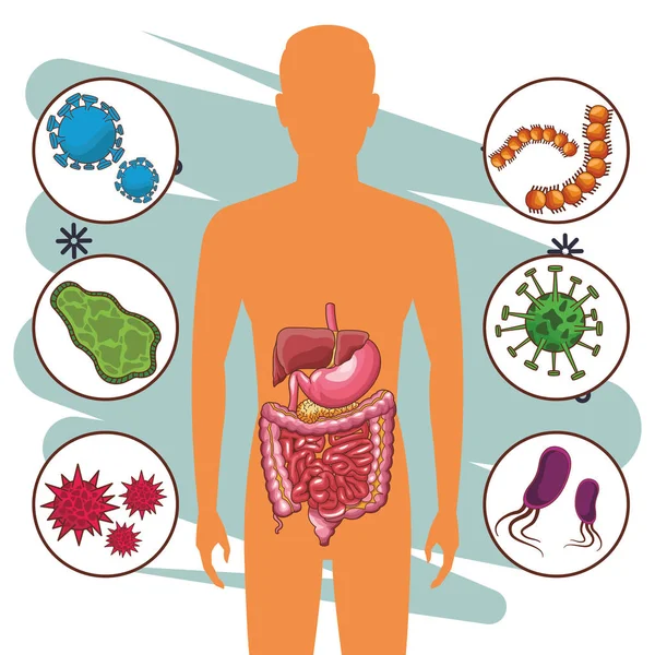 Anatomie lidského orgánu kreslený — Stockový vektor