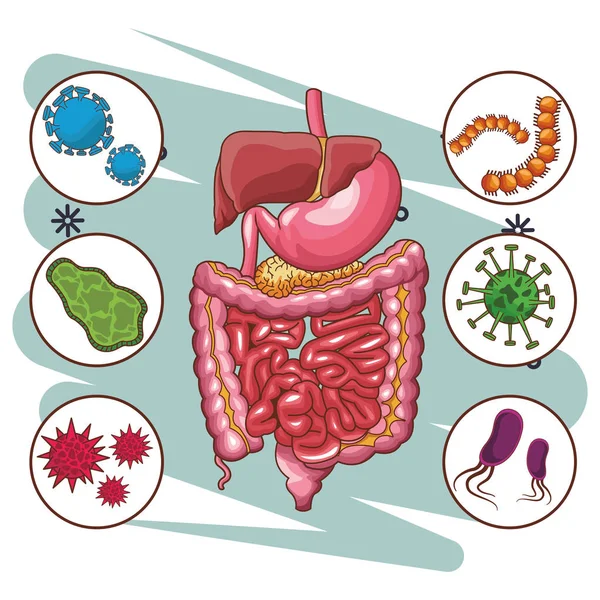 Anatomi insan organ çizgi film