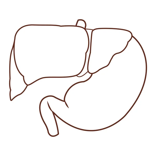 Anatomy human organ cartoon — Stock Vector