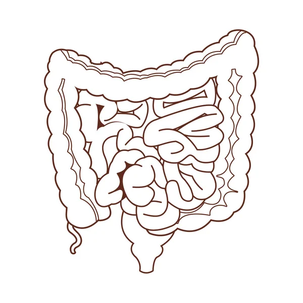 Anatomía dibujo animado órgano humano — Vector de stock