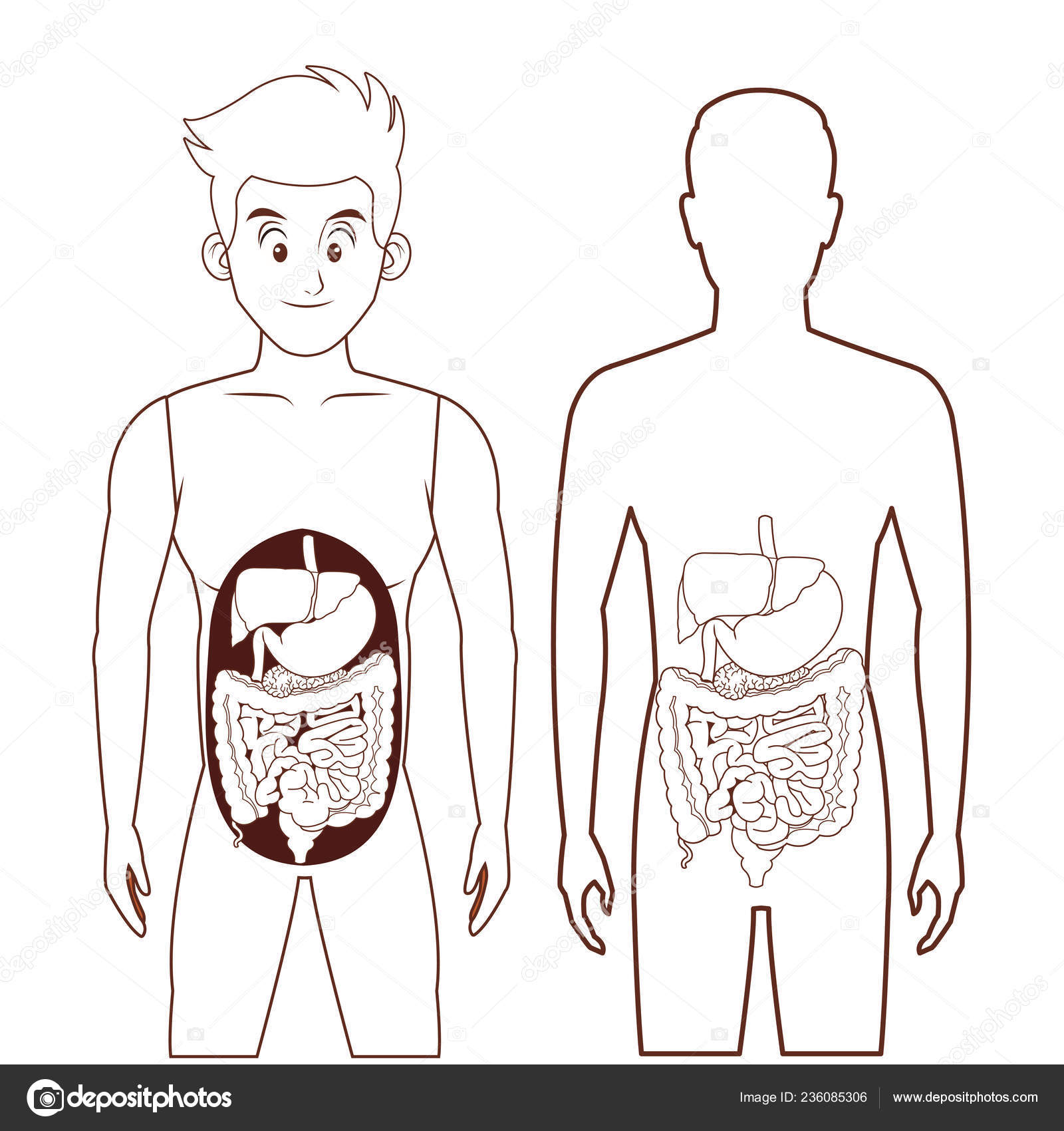 Young human body anatomy Stock Vector Image by ©jemastock #236085306