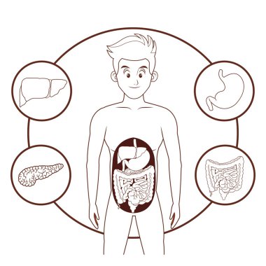 genç insan vücudu anatomisi
