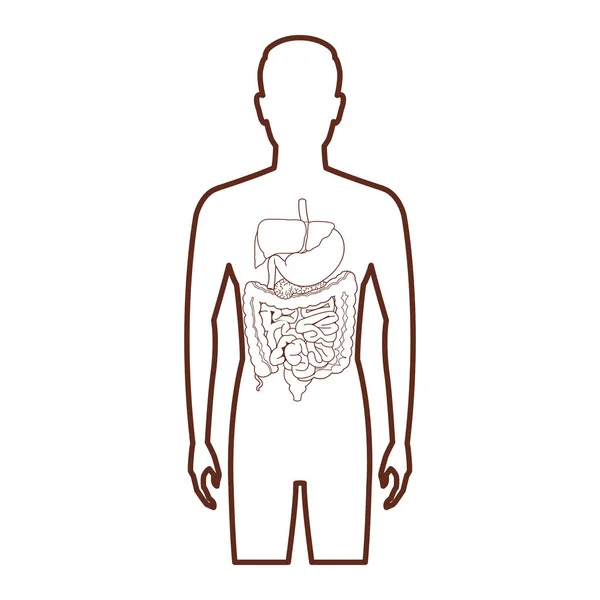 Anatomi insan organ çizgi film — Stok Vektör