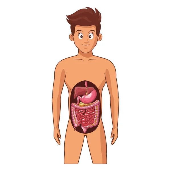 Anatomía del cuerpo humano joven — Vector de stock