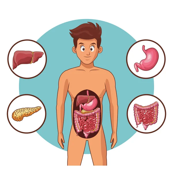 Anatomia do corpo humano jovem — Vetor de Stock