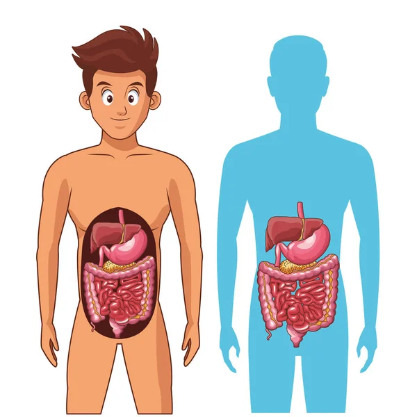 Anatomía del cuerpo humano joven — Vector de stock