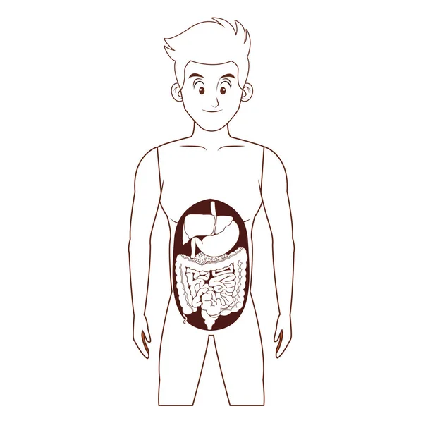 Anatomía del cuerpo humano joven — Vector de stock