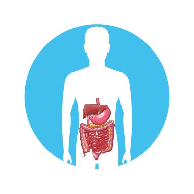 İnsan sindirim sistemi