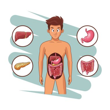 İnsan sindirim sistemi