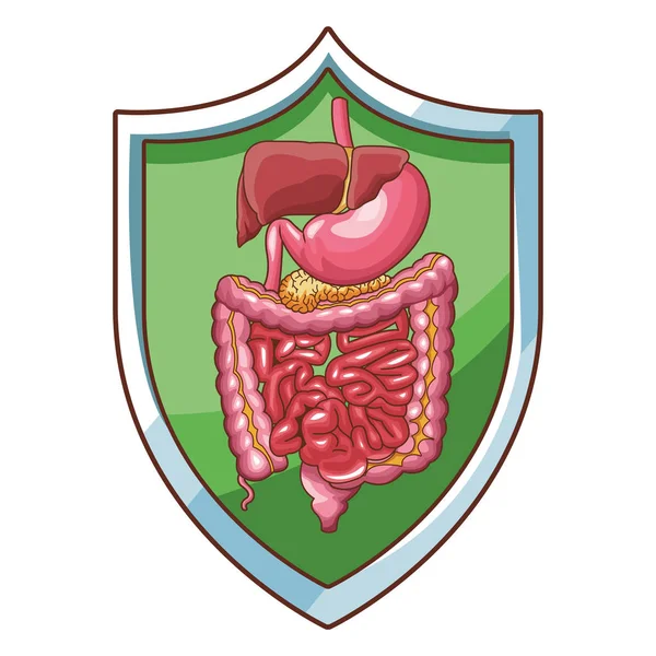 Sistema digestivo ben funzionante — Vettoriale Stock