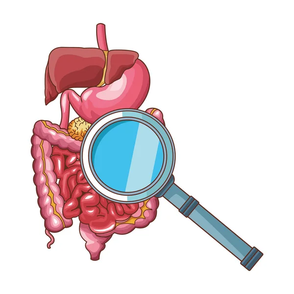 Emésztő rendszer és a nagyítóval — Stock Vector