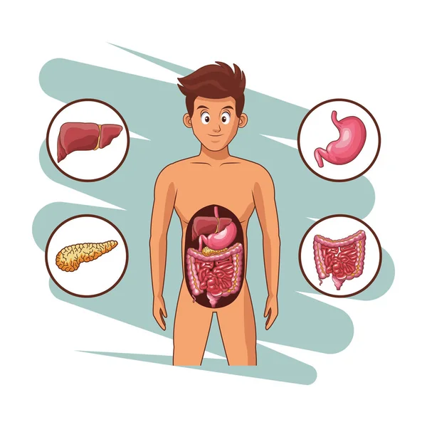 Sistema digestivo dell'uomo — Vettoriale Stock