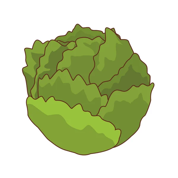Lettuce isolated icon — Stock Vector