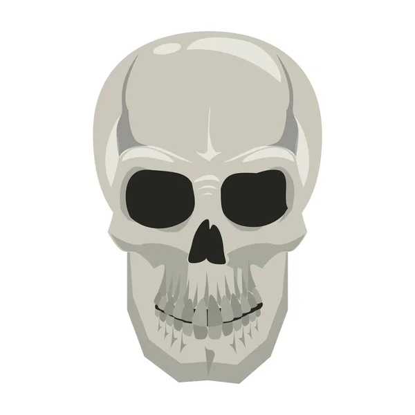 Human skull drawing — Stock Vector