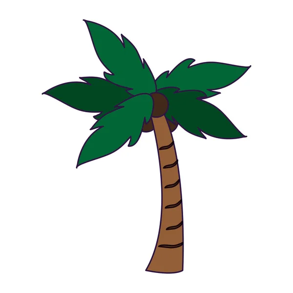 Boom palm met kokosnoten — Stockvector