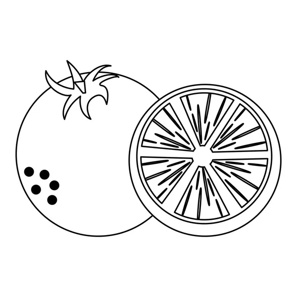 Orange citric fruits black and white — стоковый вектор