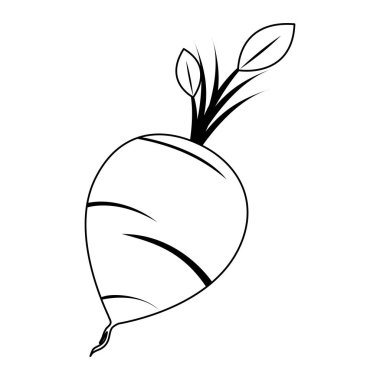 Turp sebze gıda izole vektör çizim grafik tasarım