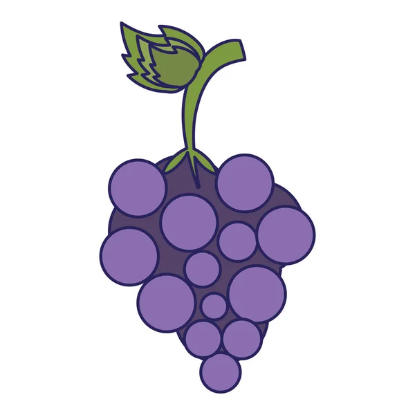 Winogrona świeże owoce na białym tle niebieski linie — Wektor stockowy