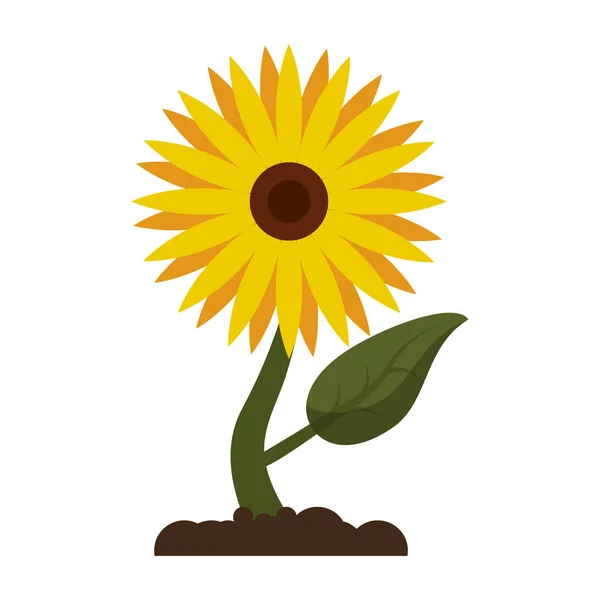 Sunflower plant cartoon isolated — Stock Vector