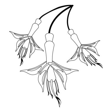 Siyah ve beyaz çiçekler çok güzel çizgi film