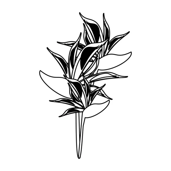 Mooie bloem cartoom geïsoleerd in zwart-wit — Stockvector
