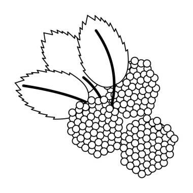 böğürtlen meyve taze gıda siyah beyaz