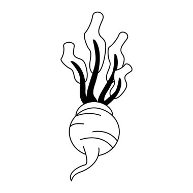 Siyah beyaz turp taze sebze