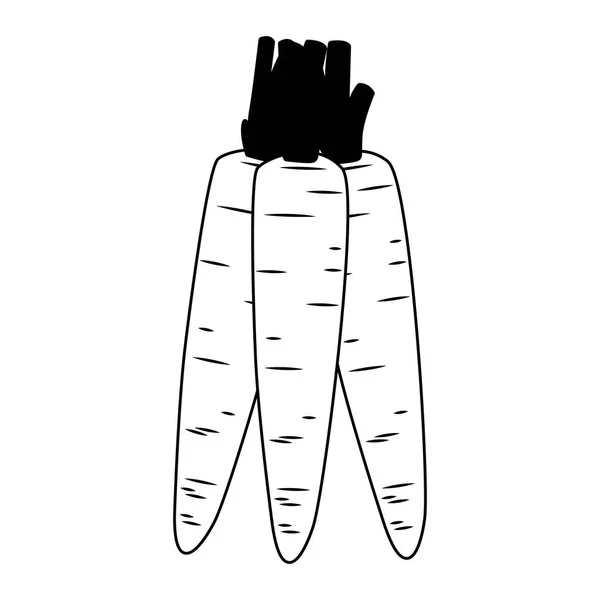 Zanahorias verduras frescas en blanco y negro — Vector de stock