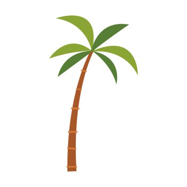 Palmiye ağacı izole