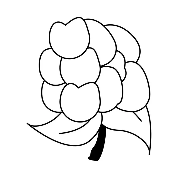 Vegetal fresco de coliflor en blanco y negro — Vector de stock