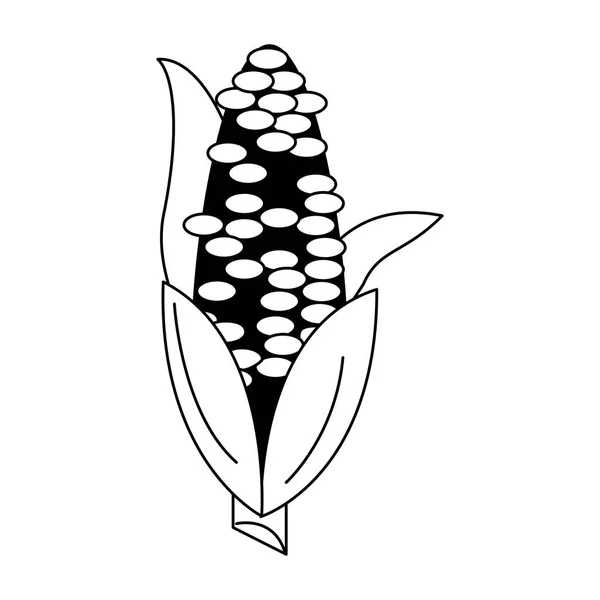 Corn fresh vegetable in black and white — Stock Vector