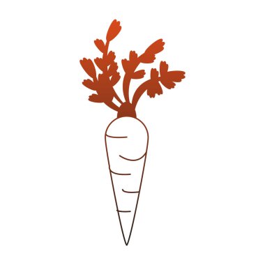 Havuç taze sebze kırmızı çizgiler