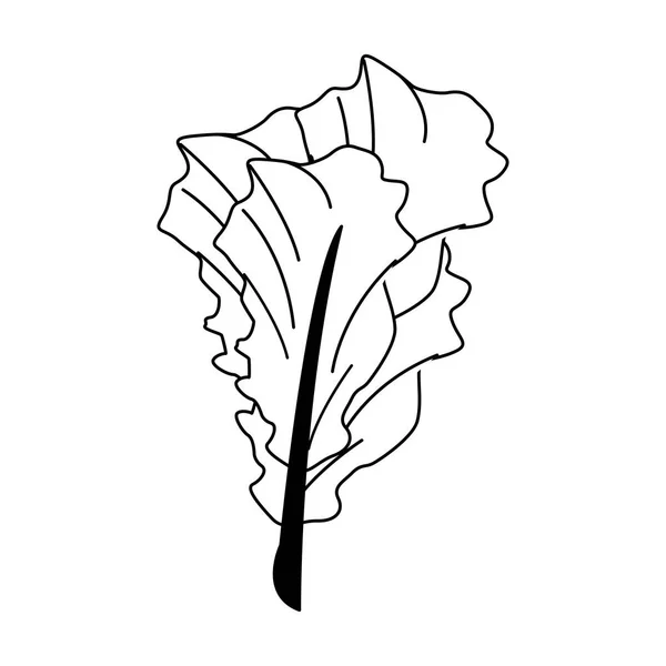 Szpinak świeży roślinny w czerni i bieli — Wektor stockowy