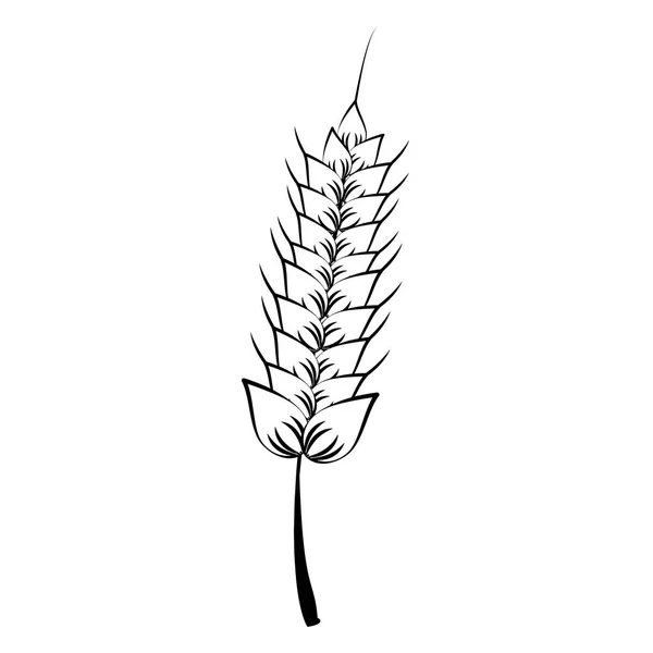 Comida de trigo natural em preto e branco — Vetor de Stock